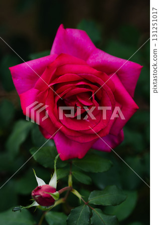 帶花蕾的玫瑰 131251017