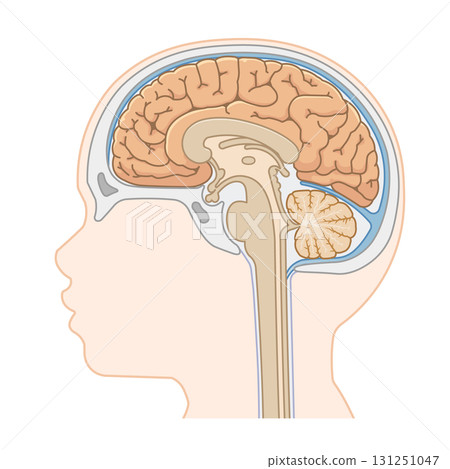 Illustration of brain, cerebrum, spinal cord, brainstem, cerebellum 131251047