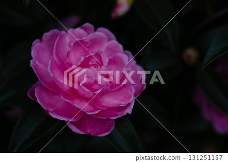 粉紅色花朵在柔和的燈光下綻放 粉紅色花朵在柔和的燈光下綻放 131251157