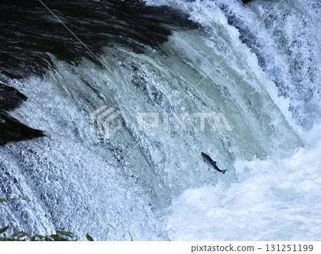 五月，櫻花鮭在櫻花瀑布洄遊 131251199