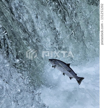 Sakura salmon run at Sakura Falls in May Sakura salmon run at Sakura Falls in May 131251202