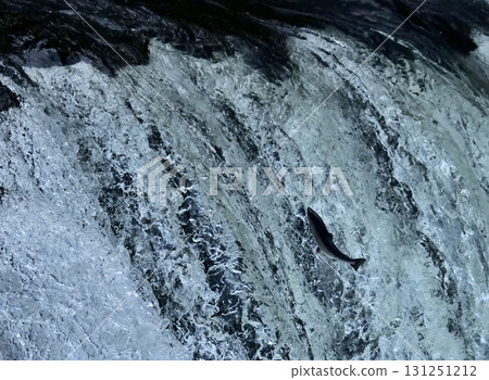 Sakura salmon run at Sakura Falls in May 131251212