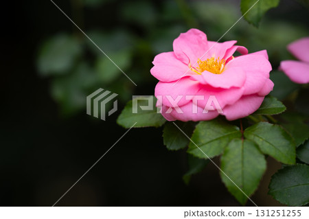 玫瑰：優雅的臥花 131251255