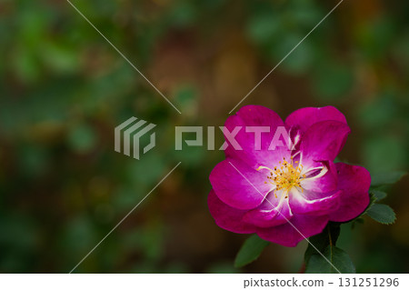 玫瑰和紫色的光芒 131251296