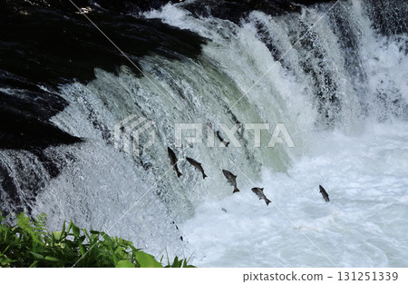 Sakura salmon run at Sakura Falls in June 131251339