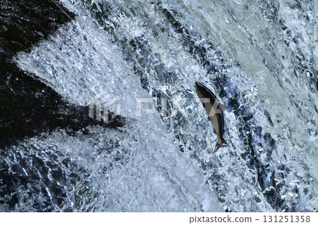 Sakura salmon run at Sakura Falls in June Sakura salmon run at Sakura Falls in June 131251358