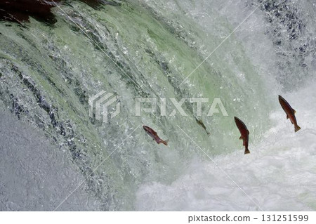 Sakura salmon run at Sakura Falls in August Sakura salmon run at Sakura Falls in August 131251599