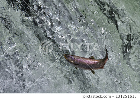 八月份，櫻花鮭在櫻花瀑布洄遊 131251613