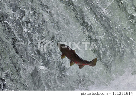 八月份，櫻花鮭在櫻花瀑布洄遊 131251614