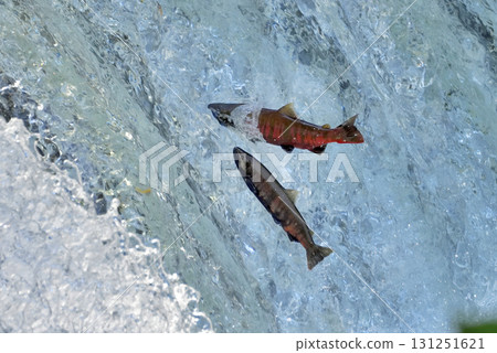 Sakura salmon run at Sakura Falls in August Sakura salmon run at Sakura Falls in August 131251621