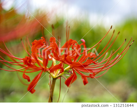 Vividly blooming autumn flowers Vividly blooming autumn flowers 131251644