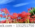 A cluster amaryllis that shines in the blue sky 131251750