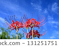 Higanbana that shines in the blue sky 131251751