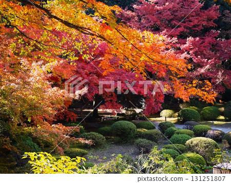 The scenery of the former Furukawa Gardens, highlighted by the autumn leaves in late autumn The scenery of the former Furukawa Gardens, highlighted by the autumn leaves in late autumn 131251807