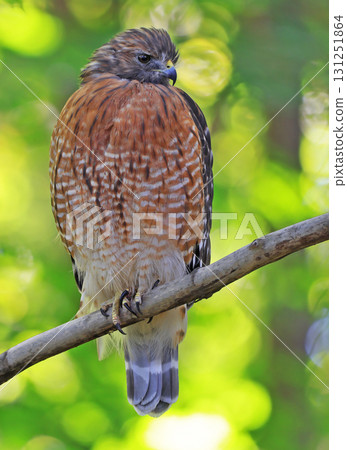 The red-shouldered hawk portrait on green background 131251864
