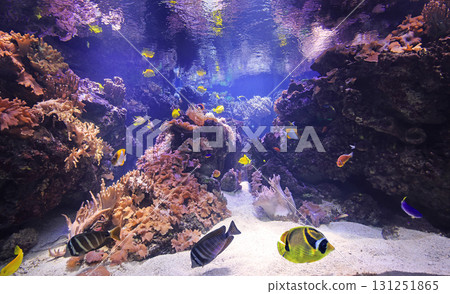 Coral reef with colorful tropical fish 131251865