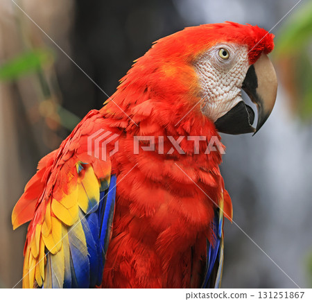 Scarlet Red Yellow and Blue Parrot portrait close-up 131251867