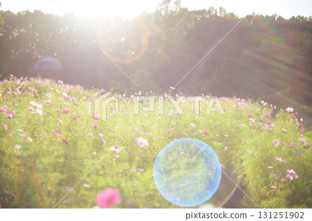 Cosmos in the sunset with light falling on it (soft tone due to special photography) 131251902