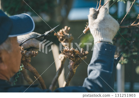 pruning, gardener, landscaper 131251903