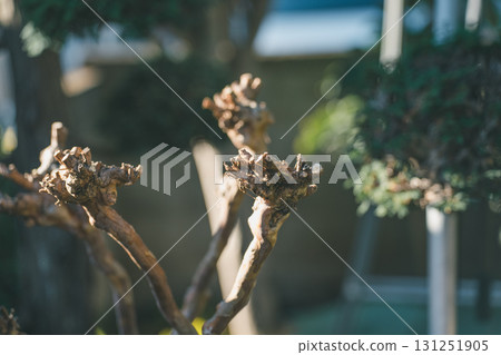 pruning, tine, gardener 131251905