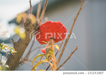 Leaning cockscomb 131251907