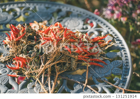 一家人在花園裡曬紅辣椒 一家人在花園裡曬紅辣椒 131251914