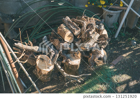 Shredding felled trees Shredding felled trees 131251920