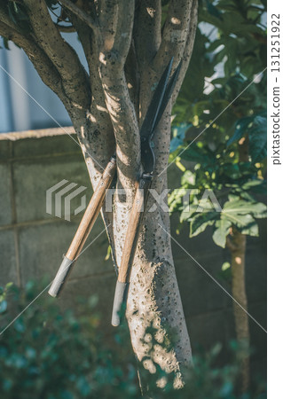 garden, pruning, wood 131251922