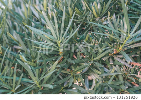 cion, botanic, foliage 131251926