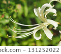 White Higanbana 131252022