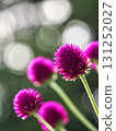 Red cosmos and round bokeh 131252027