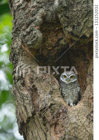 Owls seen at Railway Park in Bangkok, Thailand Owls seen at Railway Park in Bangkok, Thailand 131252032