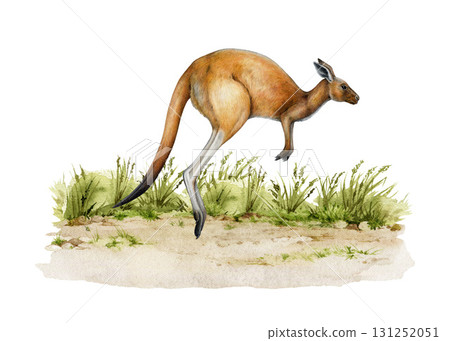 Red kangaroo jumping from the grassy ground hand drawn vintage style realistic illustration isolated on white background. Australia native marsupial wildlife animal hopping in the grass 131252051