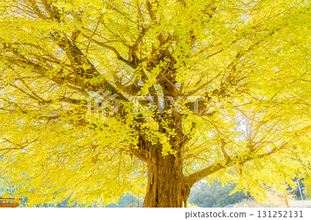 The large ginkgo tree at the former Hobara Elementary School in Minamiise Town, Mie Prefecture, shines golden. 131252131