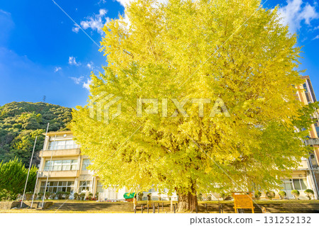 The large ginkgo tree at the former Hobara Elementary School in Minamiise Town, Mie Prefecture, shines golden. 131252132