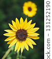 Close-up of two sunflowers 131252190