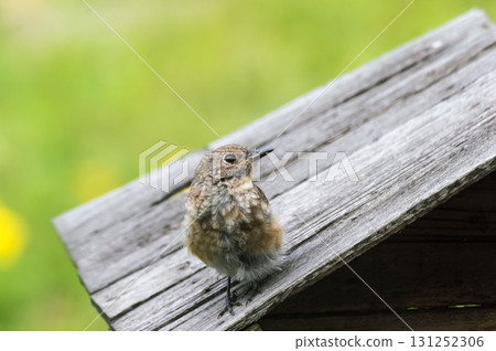 Little redstart (Phoenicurus ochruros). Redstart chick on a wooden roof. Little redstart (Phoenicurus ochruros). Redstart chick on a wooden roof. 131252306