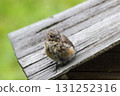 Little redstart (Phoenicurus ochruros). Redstart chick on a wooden roof. 131252316