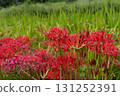 Japanese autumn landscape with red spider lilies and rice fields 131252391