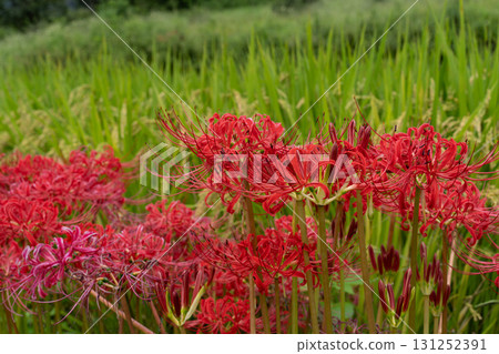 Japanese autumn landscape with red spider lilies and rice fields Japanese autumn landscape with red spider lilies and rice fields 131252391