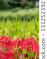 Japanese autumn landscape with red spider lilies and rice fields 131252392