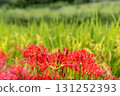 Japanese autumn landscape with red spider lilies and rice fields 131252393