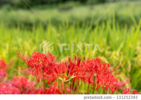 Japanese autumn landscape with red spider lilies and rice fields Japanese autumn landscape with red spider lilies and rice fields 131252393