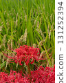 Japanese autumn landscape with red spider lilies and rice fields 131252394