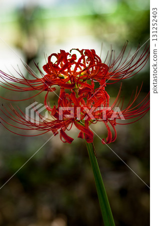 Cluster amaryllis 131252403