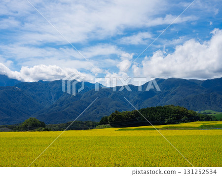 Harvested rice with a view of Mount Kaikoma, a pristine Japanese autumn landscape Harvested rice with a view of Mount Kaikoma, a pristine Japanese autumn landscape 131252534