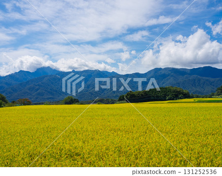 收割後的稻米與凱科瑪山的景色相映成趣,日本秋季的原始風景 收割後的稻米與凱科瑪山的景色相映成趣,日本秋季的原始風景 131252536