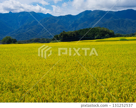 收割後的稻米與凱科瑪山的景色相映成趣，日本秋季的原始風景 131252537
