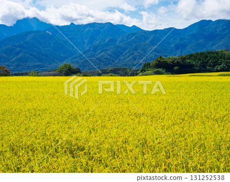 收割後的稻米與凱科瑪山的景色相映成趣，日本秋季的原始風景 131252538