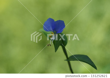 藍胡蘿蔔 131252621